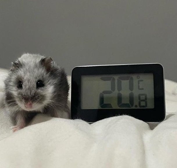 Hamster Cage Digital Thermometer 30.2028.01 - Thermometer Specialist